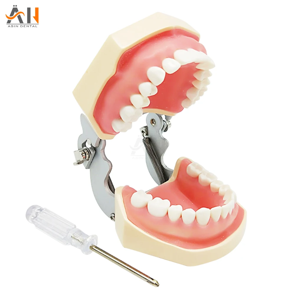 Dantų Mokymo Modelį Dantų Modelį, Standartinis Modelis su 28pcs įsukimo Teeths Demonstravimo Minkšta Guma